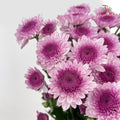 Chrysanthemum Pompom Two Tone Purple 3 - (10-12 Stems)