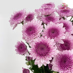 Chrysanthemum Pompom Two Tone Purple 3 - (10-12 Stems)