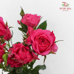 Rose Spray Sophie - (8-10 Stems)
