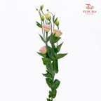 Eustoma Gleam - (12-15 Stems)
