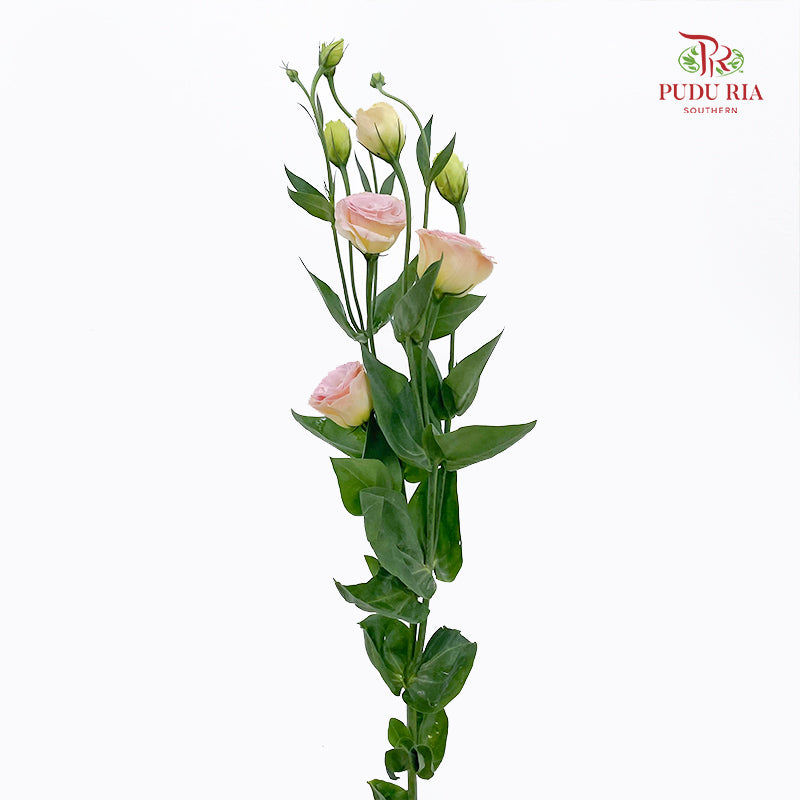 Eustoma Gleam - (12-15 Stems)