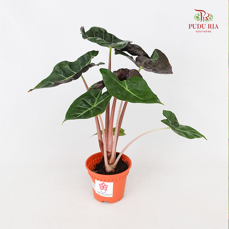 Alocasia Flamingo