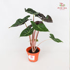 Alocasia Flamingo