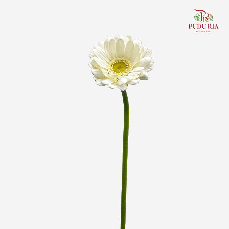 Gerbera Mini Albino 非洲菊 - (8-10 Stems)