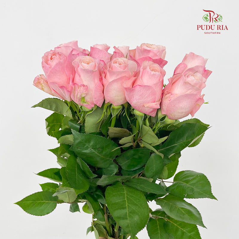 Rose Catherine - (8-10 Stems)