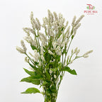 Polygonum White - (Per Bundle)