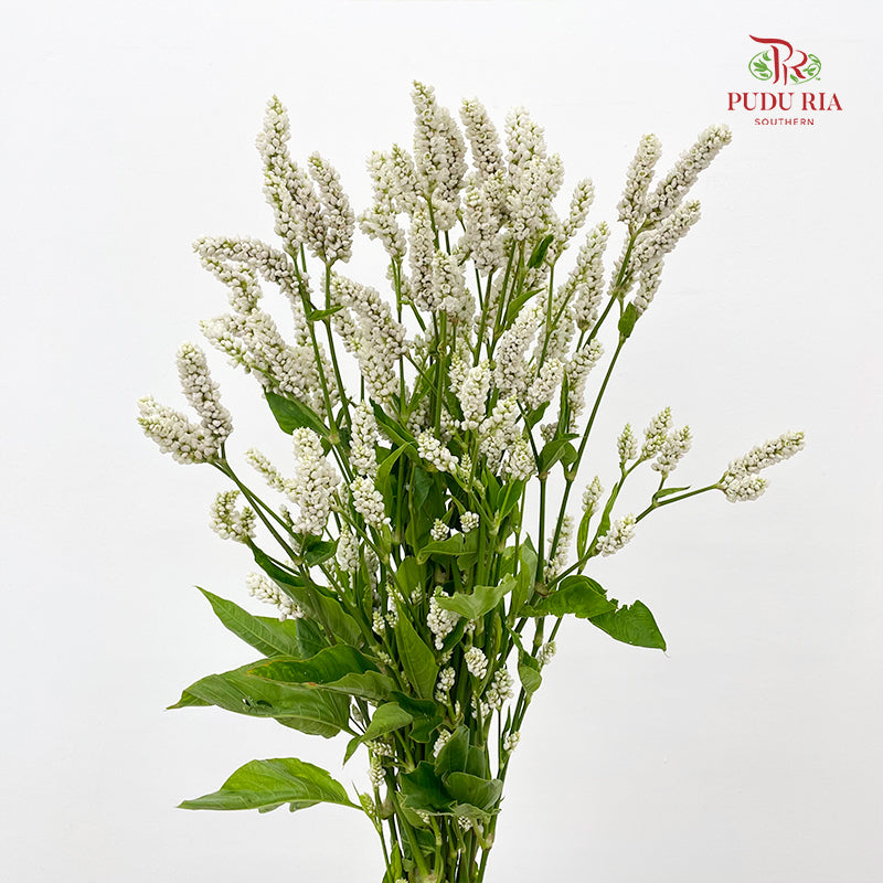 Polygonum White - (Per Bundle)