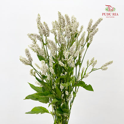 Polygonum White - (Per Bundle)
