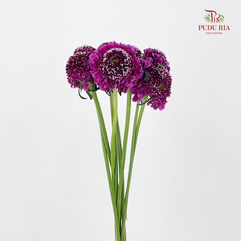 Scabiosa Purple 蓝盆花 - (Per Bundle)