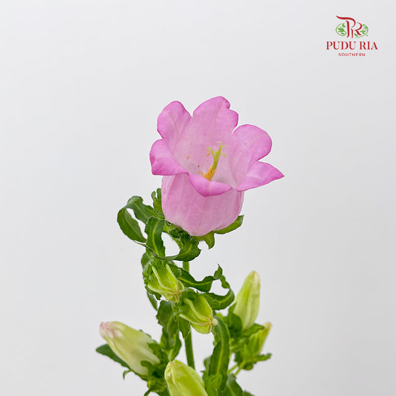 Campanula Pink 风铃草 - (Per Bundle)