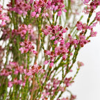 Erica Pink - (Per Bundle)