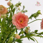 Ranunculus Butterfly Orange 蝴蝶洋牡丹 - (8-10 Stems)