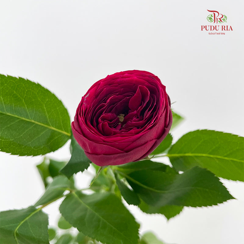 Rose Red Lace - (8-10 Stems)
