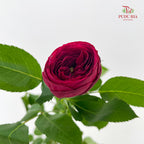 Rose Red Lace - (8-10 Stems)