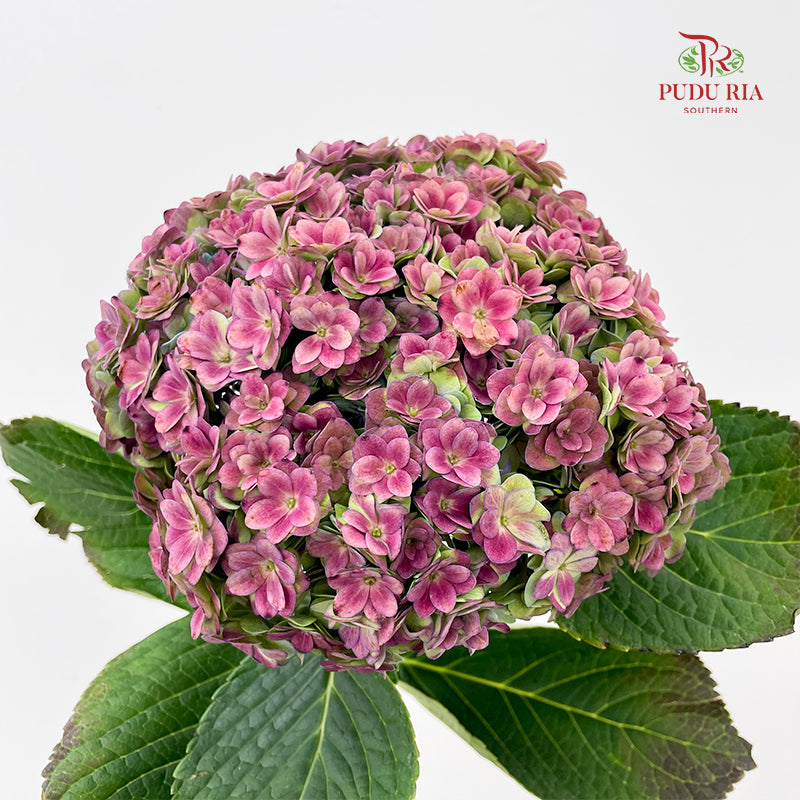Hydrangea Multi Petals Autumn Red 绣球花 - (Per Stem)