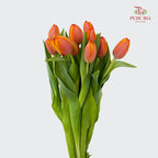 Tulip 郁金香 - (8-10 Stems)