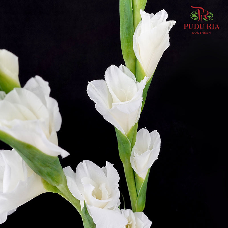 Gladiolus White - (9 - 10 Stems)