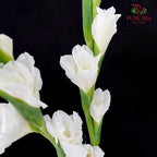 Gladiolus White - (9 - 10 Stems)