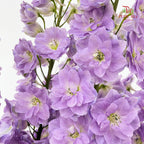Delphinium Giant Purple飞燕草 - (5 Stems)