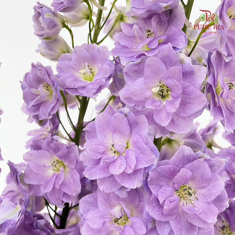 Delphinium Giant Light Purple - (5 Stems)