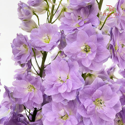 Delphinium Giant Light Purple - (5 Stems)