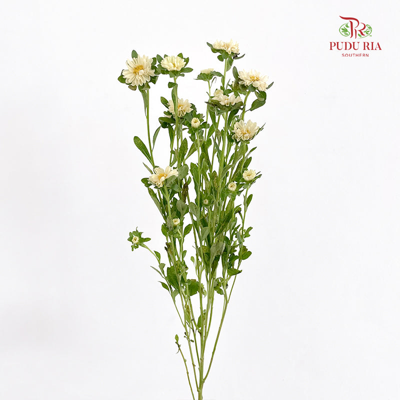 Mini Aster 迷你翠菊 Yellow - (Per Bundle)