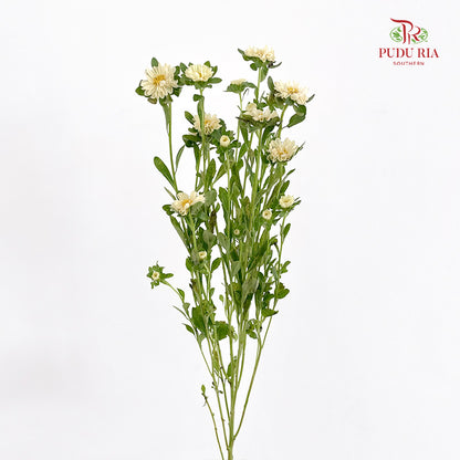 Mini Aster 迷你翠菊 Yellow - (Per Bundle)