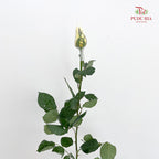 Rose Light Yellow - (19-20 Stems)