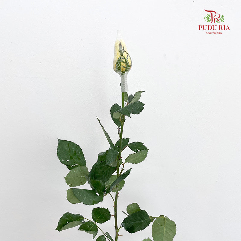 Rose Light Yellow - (19-20 Stems)