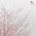 Preservative Luxuan Grass Purple - Pudu Ria Florist Southern