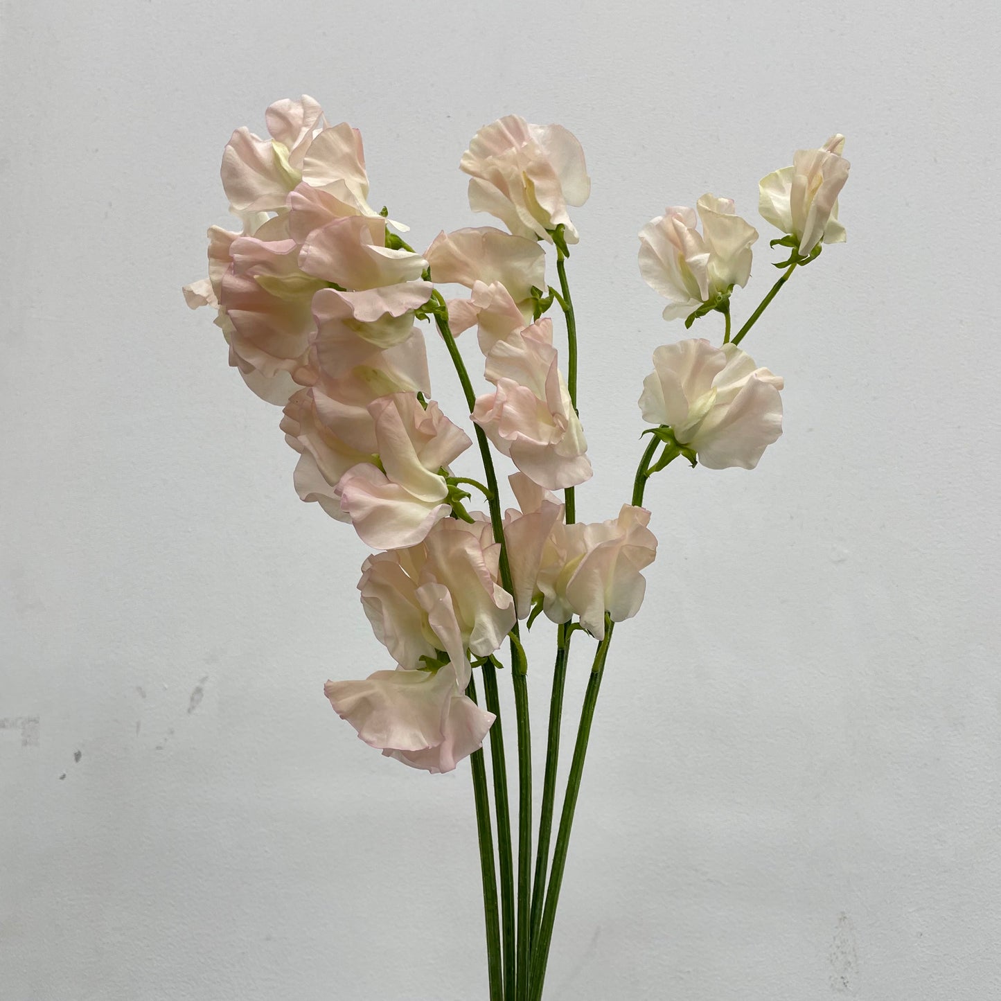 Sweet Pea Champagne - 5 Stems