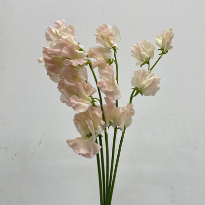 Sweet Pea Champagne - 5 Stems