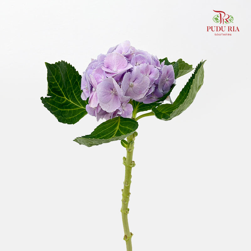 Hydrangea 绣球花 - (Per Stem)