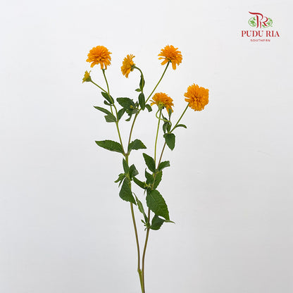 Heliopsis Helianthoides - (5 Stems)