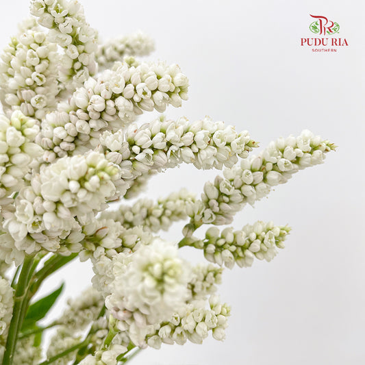 Polygonum White - (Per Bundle)