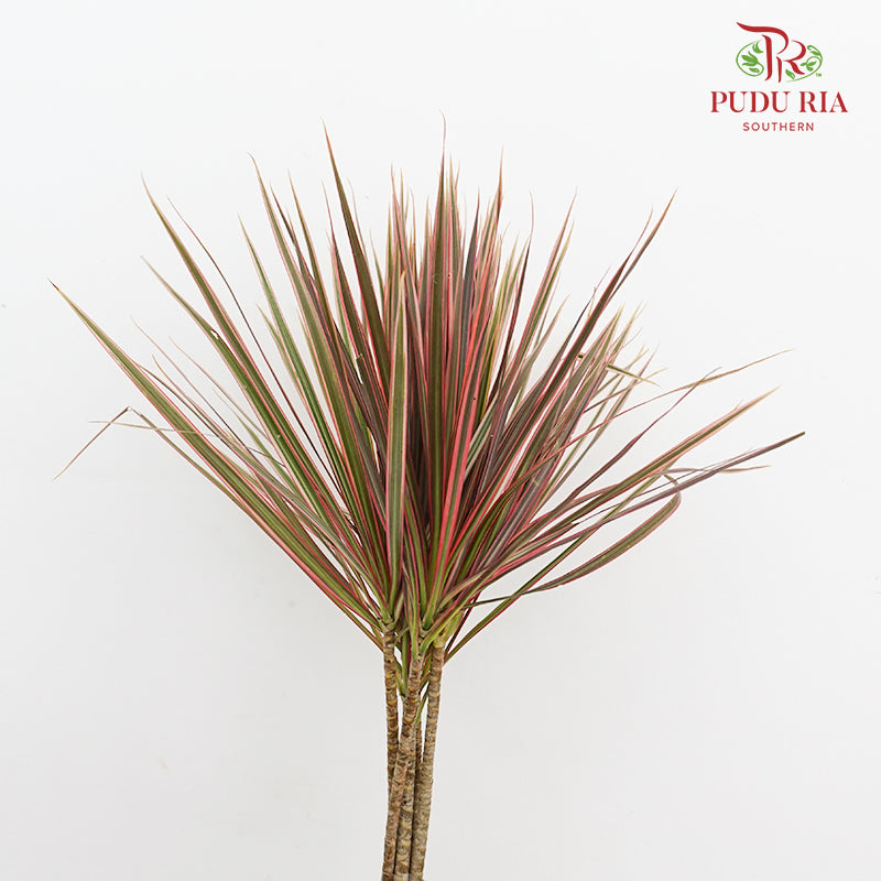 Marginata Red - (5 Stems)