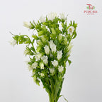 Campanula White 风铃草 - (Per Bundle)