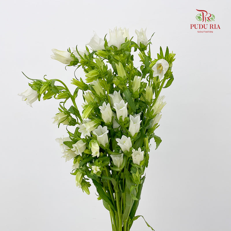 Campanula White 风铃草 - (Per Bundle)