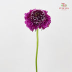 Scabiosa Purple 蓝盆花 - (Per Bundle)