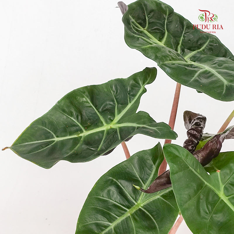 Alocasia Flamingo