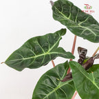 Alocasia Flamingo