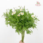 Leucanthemum White 滨菊 - (Per Bundle)