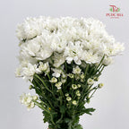 Chrysanthemum Pompom Resq White - (10-12 Stems)