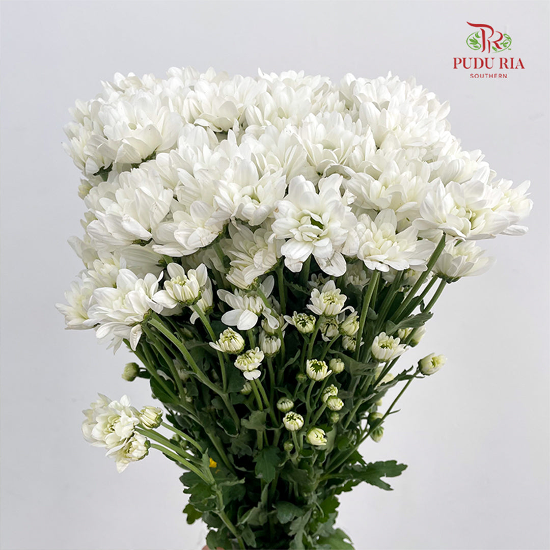 Chrysanthemum Pompom Resq White - (10-12 Stems)