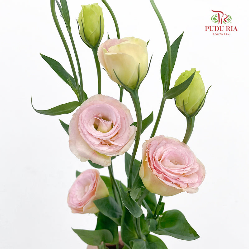 Eustoma Gleam - (12-15 Stems)
