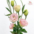 Eustoma Gleam - (12-15 Stems)