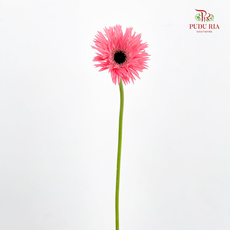 Gerbera Spider Pink - (8-10 Stems)
