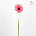 Gerbera Spider Pink - (8-10 Stems)
