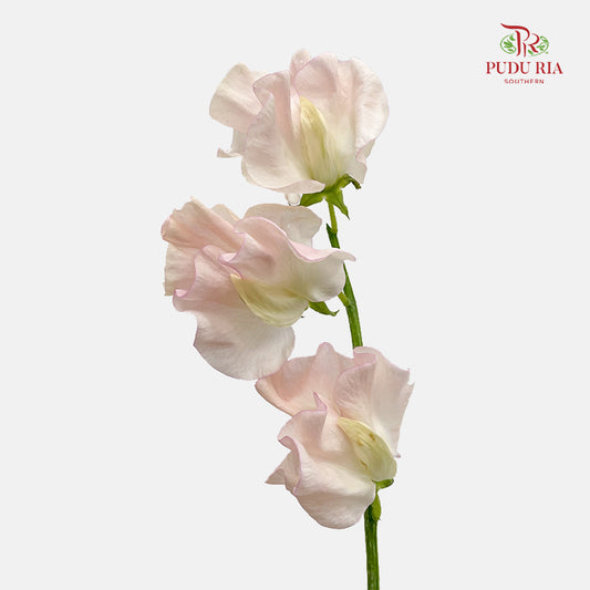 Sweet Pea Champagne - (5 Stems)