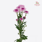Chrysanthemum Pompom Two Tone Purple 3 - (10-12 Stems)